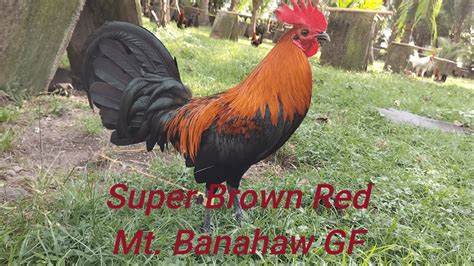 mt banahaw super brown red|Mt banahaw super brown red (right) for my early bird breeding..